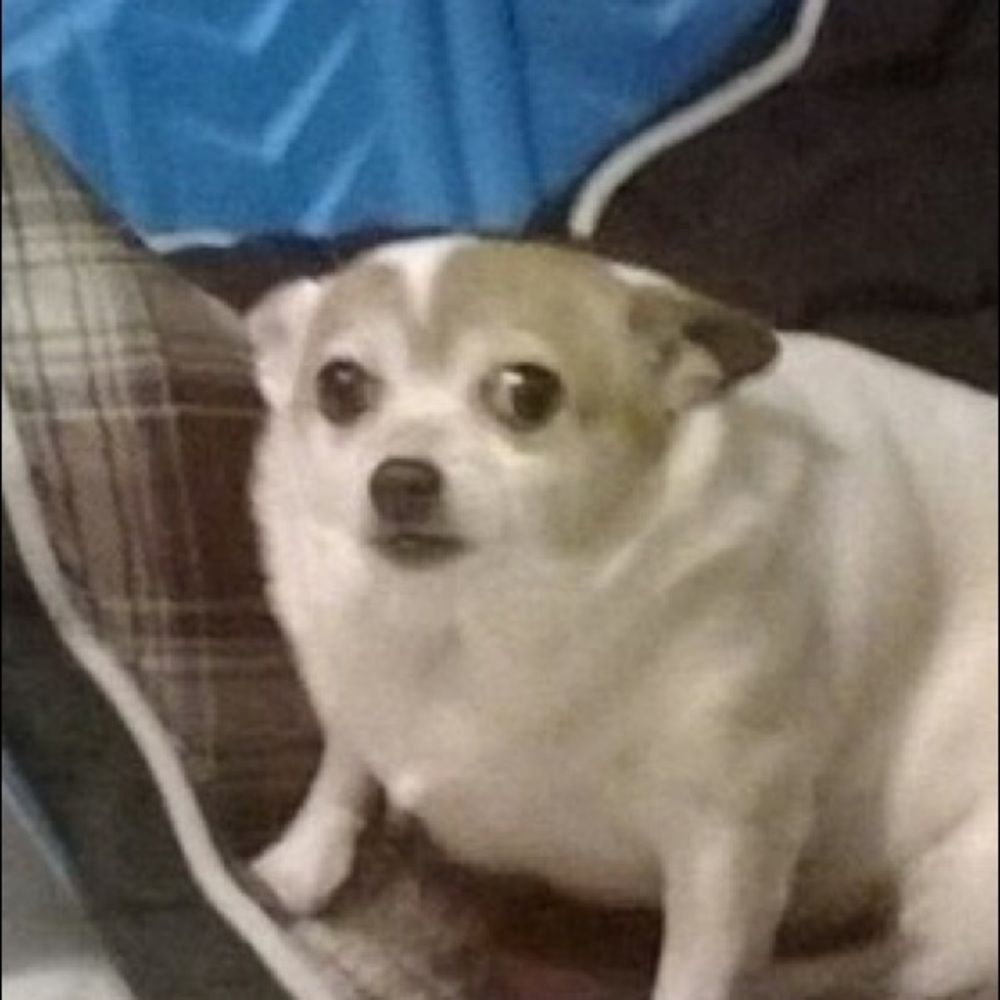 Meet your Posher, Tim